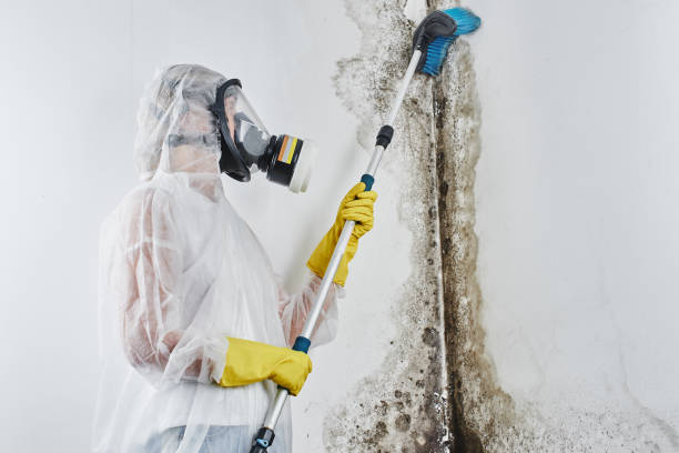 Homestead, FL Mold Removal Company