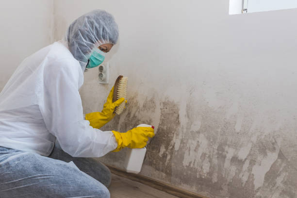 Best Same-Day Mold Removal  in Homestead, FL