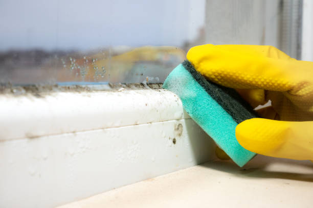 Home Mold Removal in Homestead, FL