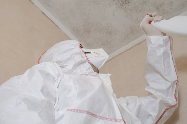 Best Residential Mold Removal  in Homestead, FL