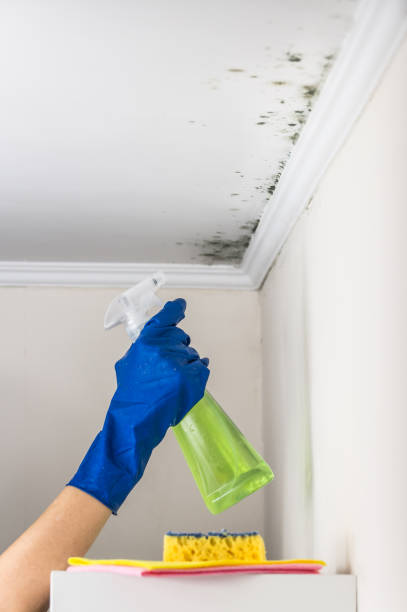 Best Mold Damage Repair  in Homestead, FL